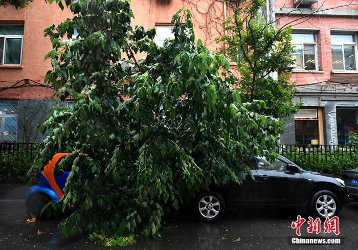 两辆停在路边的汽车被树枝压住。/p中新网记者 李霈韵 摄