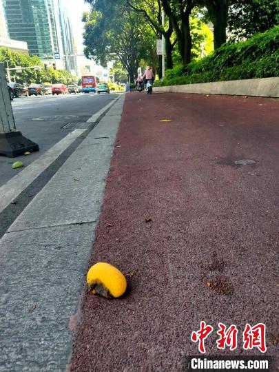 成熟的芒果掉落在路边。　林玲 摄