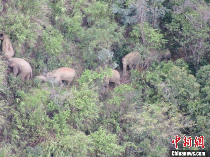 图为监测到的象群。　云南省森林消防总队提供