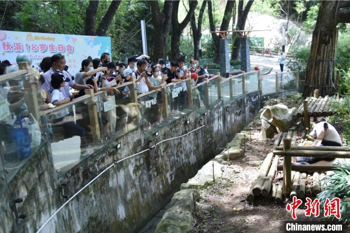 图为大熊猫“秋浜”庆生现场。　深圳野生动物园 供图