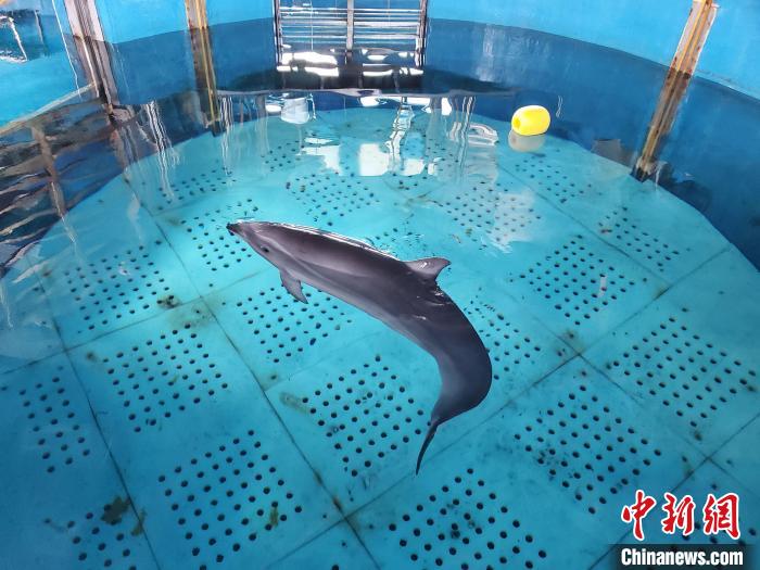 目前海豚相关机能恢复正常，等待回归大海。　王晓斌 摄
