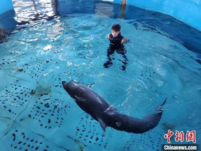 海豚与保育人员互动。　王晓斌 摄