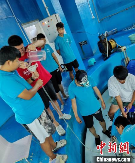 三亚海昌生物保育中心的兽医团队在治疗海豚。　王媛媛供图