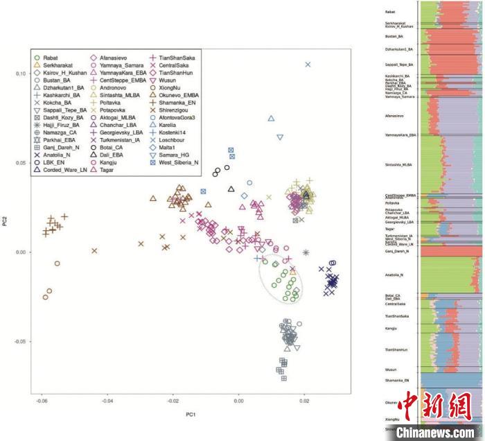 左图灰色圈中为乌兹别克斯坦古人群。右图绿色：安纳托利亚人；红色：伊朗人；紫色：欧亚草原有关古人群。　中科院古脊椎所 供图