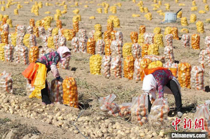 宁夏石嘴山市平罗县红崖子乡马铃薯种植基地，农民正在收获马铃薯。　于晶 摄