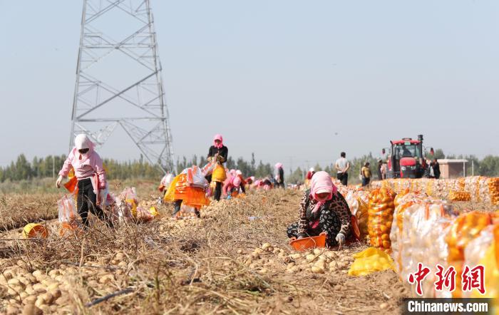 宁夏石嘴山市平罗县红崖子乡马铃薯种植基地，农民正在收获马铃薯。　于晶 摄