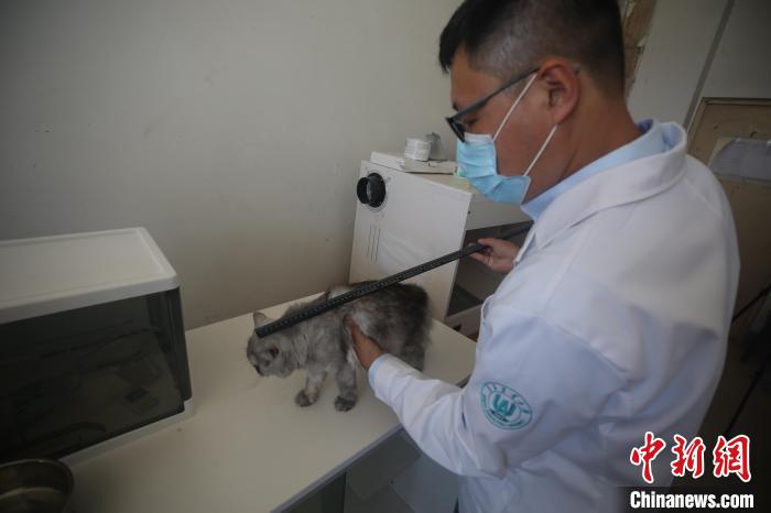 科研人员对克隆猫“平安”进行数据测量。　衣冠超 摄