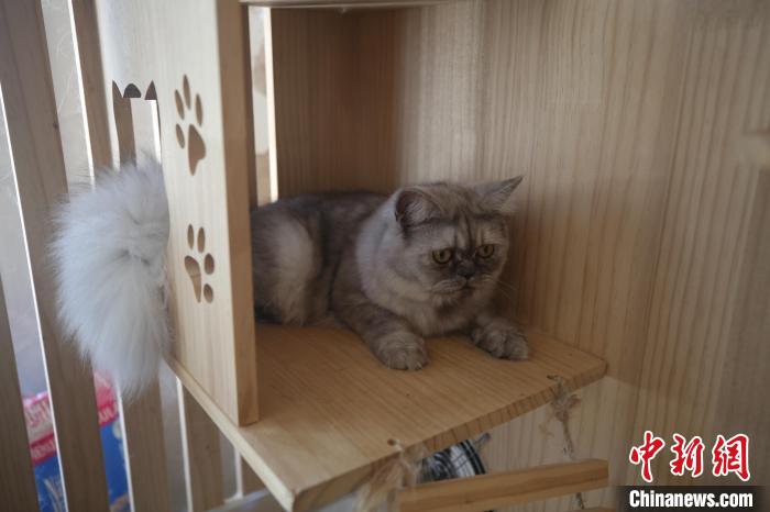 中国国内高校首只克隆猫“平安”。　衣冠超 摄