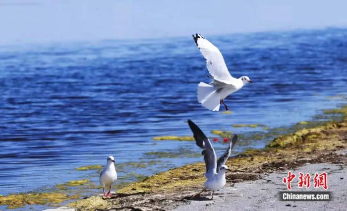 图为青海湖边的水鸟。马铭言 摄

