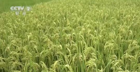 【乡村振兴看一线】河南信阳：再生稻生产成罗山县粮食生产一大亮点