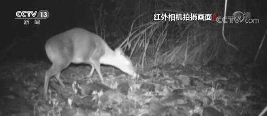  全国集体林面积扩大 生物多样性日益丰富