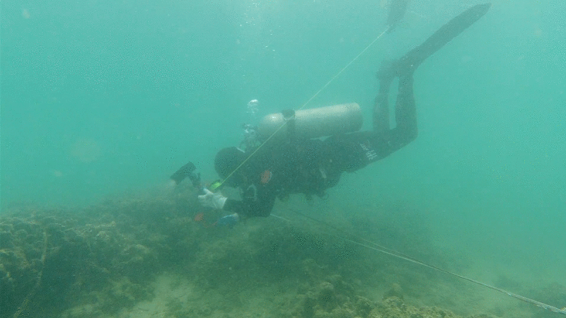 跟深圳大鹏珊瑚保育志愿者夜潜海底：蹲守4天首次拍到珊瑚排卵