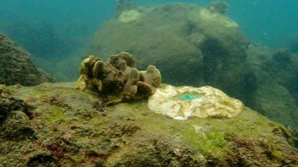 跟深圳大鹏珊瑚保育志愿者夜潜海底：蹲守4天首次拍到珊瑚排卵