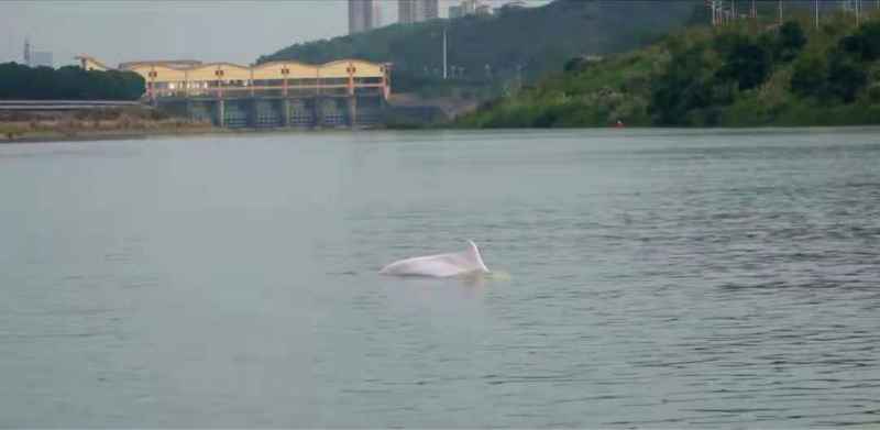长达2.5米！一条中华白海豚误入东江惠州段不幸死亡
