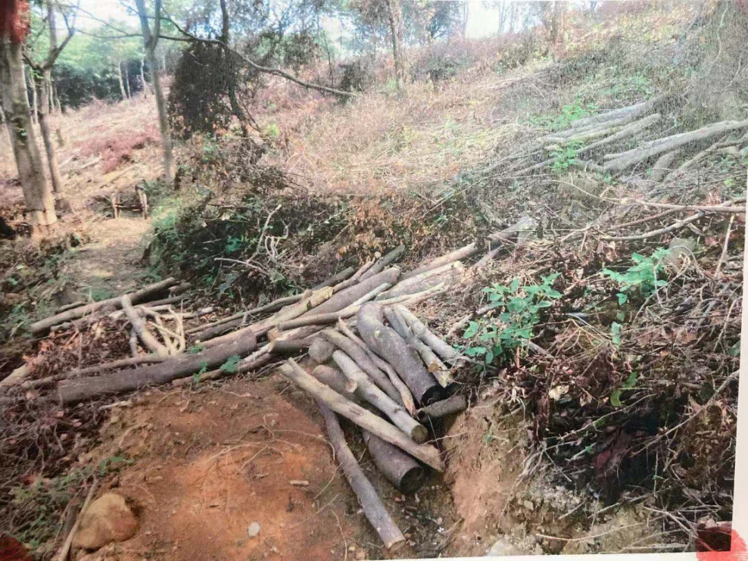 广州一男子无证砍伐自留山林木送给邻居当柴烧，获刑1年