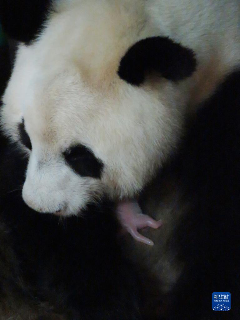 旅西大熊猫“花嘴巴”产下双胞胎